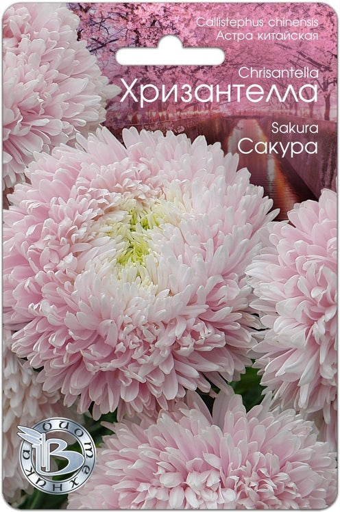 Хризантелла сакура